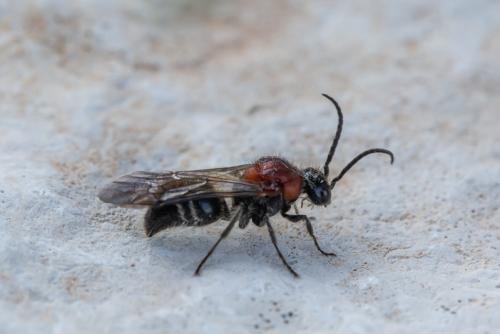 Réf. 296 750 : Smicromyrmini inconnu